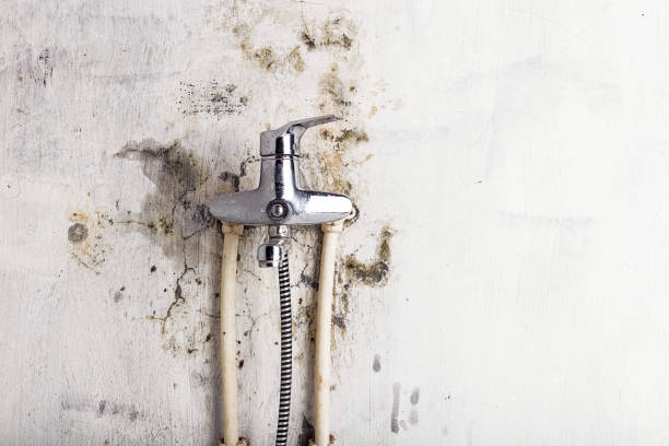 Best Black Mold Removal  in Gilbert, AZ