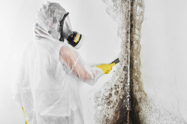 Attic Mold Removal in Gilbert, AZ
