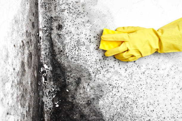 Best Toxic Mold Removal  in Gilbert, AZ