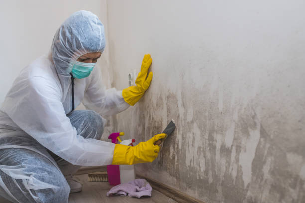 Best Toxic Mold Removal  in Gilbert, AZ