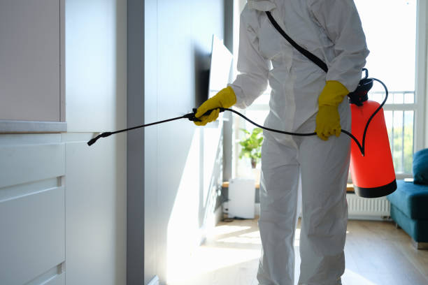 Trusted Gilbert, AZ Mold Removal Experts