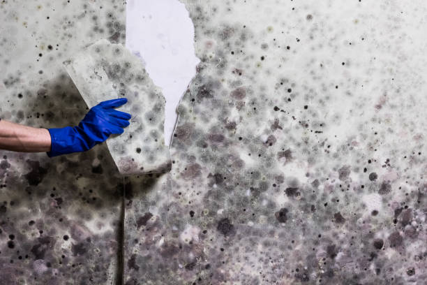 Best Crawl Space Mold Removal  in Gilbert, AZ