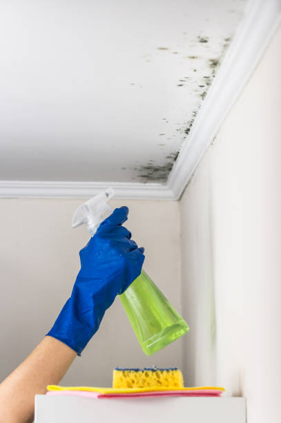Best Toxic Mold Removal  in Gilbert, AZ